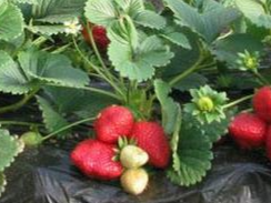 草莓种植烂根，种植户用叶盛微生物菌肥来解决