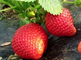 种植草莓的步骤，草莓膨果水溶肥如何用？