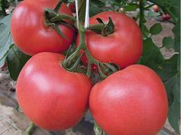 叶盛水溶肥套餐助力种植户番茄高产