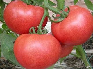 西红柿品质越来越差怎么办，叶盛聚谷配方肥为您解决
