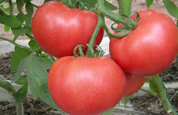 西红柿品质越来越差怎么办