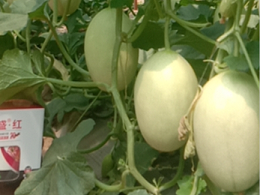 今年哈密瓜膨果效果非常好，新疆客户见证叶盛生物膨果水溶肥