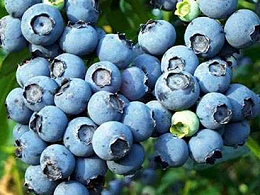 蓝莓种植养好根，用好生根水溶肥很重要